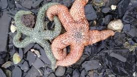 Tidepool wonder: Kachemak Bay low tide reveals richness in color, life