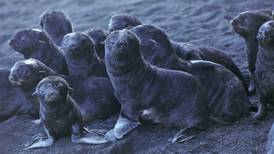 Book review: The story of the Pribilof Island seals and Henry Wood Elliott is brought to life