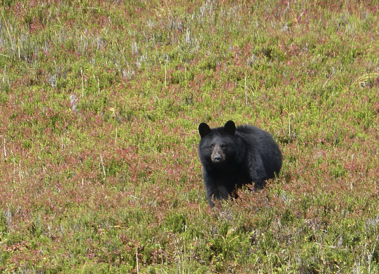 Alaska-Bear Feeding