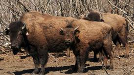 Wood bison issue draws diverse backers