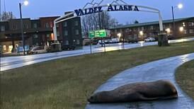 Here’s what happened when a sea lion crossed the road in Valdez