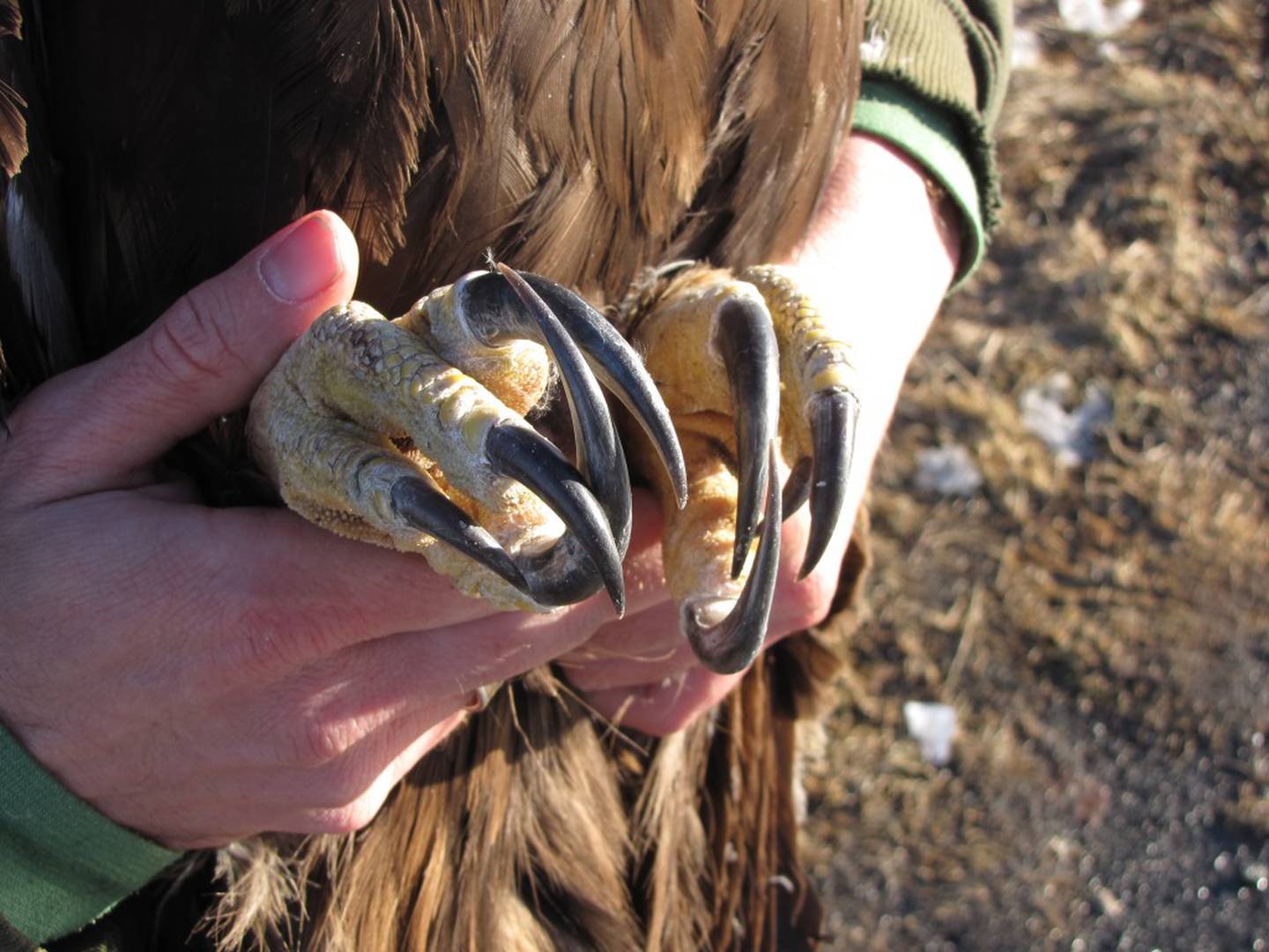 The talons of a golden eagle