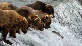 Lawsuits target Alaska predator-control program that killed 99 bears in effort to boost caribou