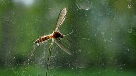 End of Alaska winter heralds unfortunate arrival of mosquitoes