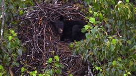 Anchorage biologist finds black bear snoozing in eagle nest on JBER
