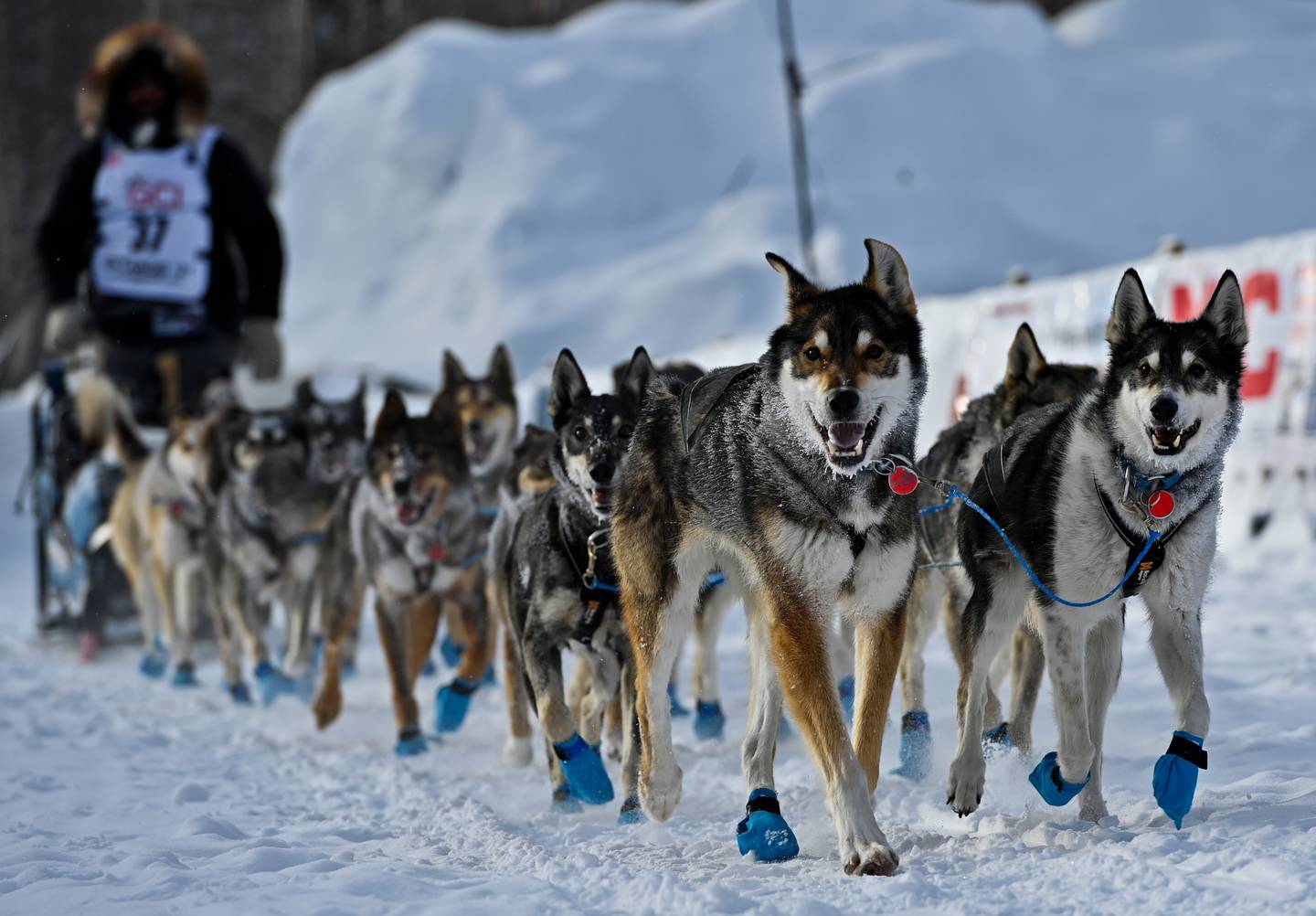 Iditarod, sled dog race