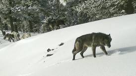 US moves to lift remaining gray wolf protections 