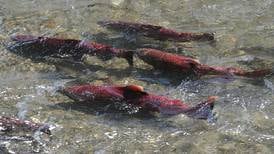 Alaska U.S. senators propose task force to gain better understanding of salmon declines