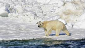Rare attack in Northwest Alaska renews interest in polar bear patrols
