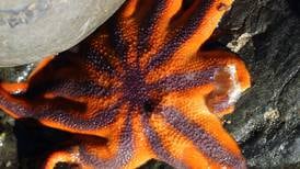 Kachemak Bay has seen massive die-offs of sea stars and other species. What’s going on?
