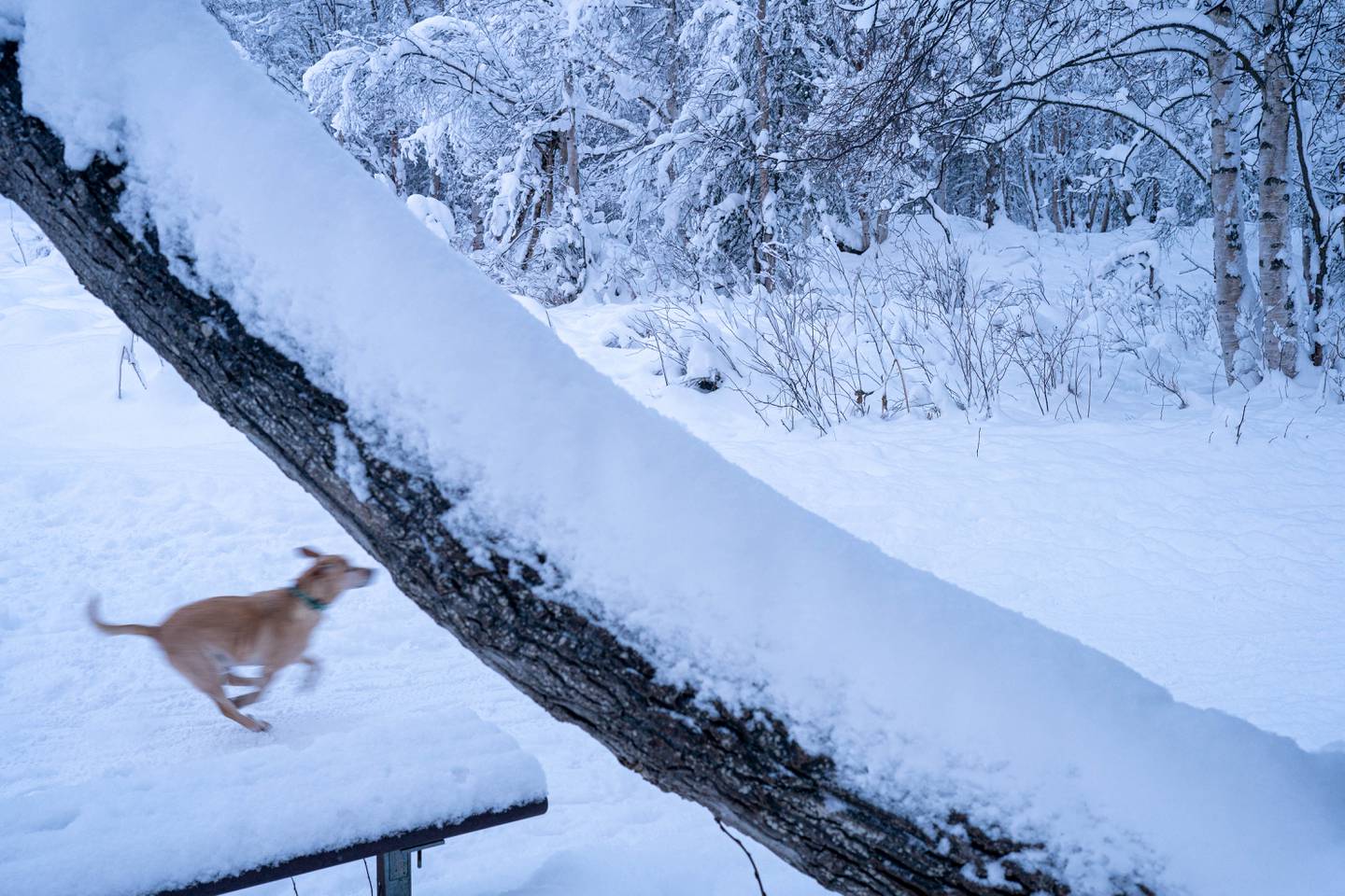 dog, snow, winter