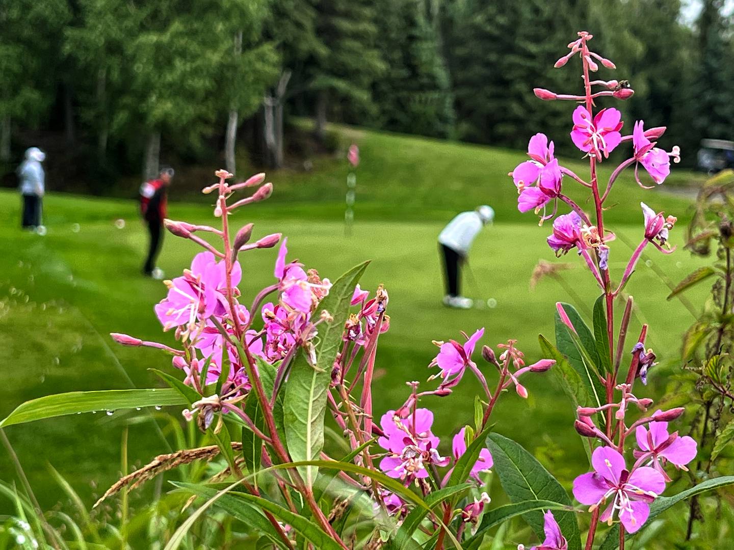 Golf, Anchorage Golf Course, USGA, 60th U.S. Senior WomenÕs Amateur Championships