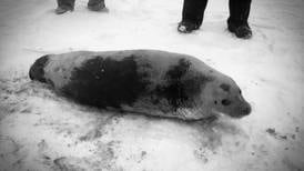 Stranded Nome seal released back into the wild