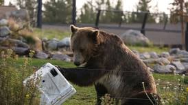 Bears don’t know better. We should stop blaming them for the problems we cause.