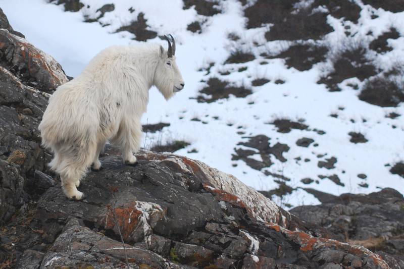 Mountain goats live on the edge, and perish at a surprisingly high rate in avalanches
