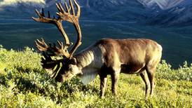 Why is Alaska's largest caribou herd seeing a steady decline?