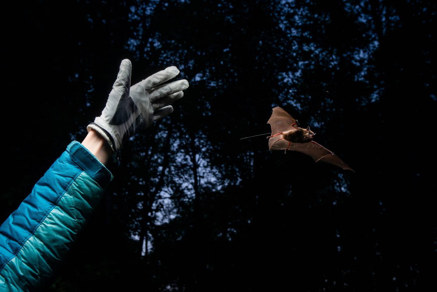 Biologist Jesika Reimer releases a little brown bat with a radio transmitter on its back