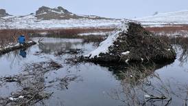 As beavers gain foothold in Arctic Alaska, some see benefits in how they reshape the landscape