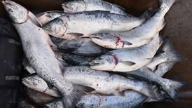 Small fish still worth a big payday for Seward Silver Salmon Derby winner