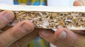 Using fungi, UAA team develops biodegradable insulation for shipping Alaska seafood