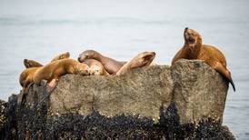 Food-rich waters of Kenai Fjords lure sea lions, whales, puffins -- a bevy of wildlife