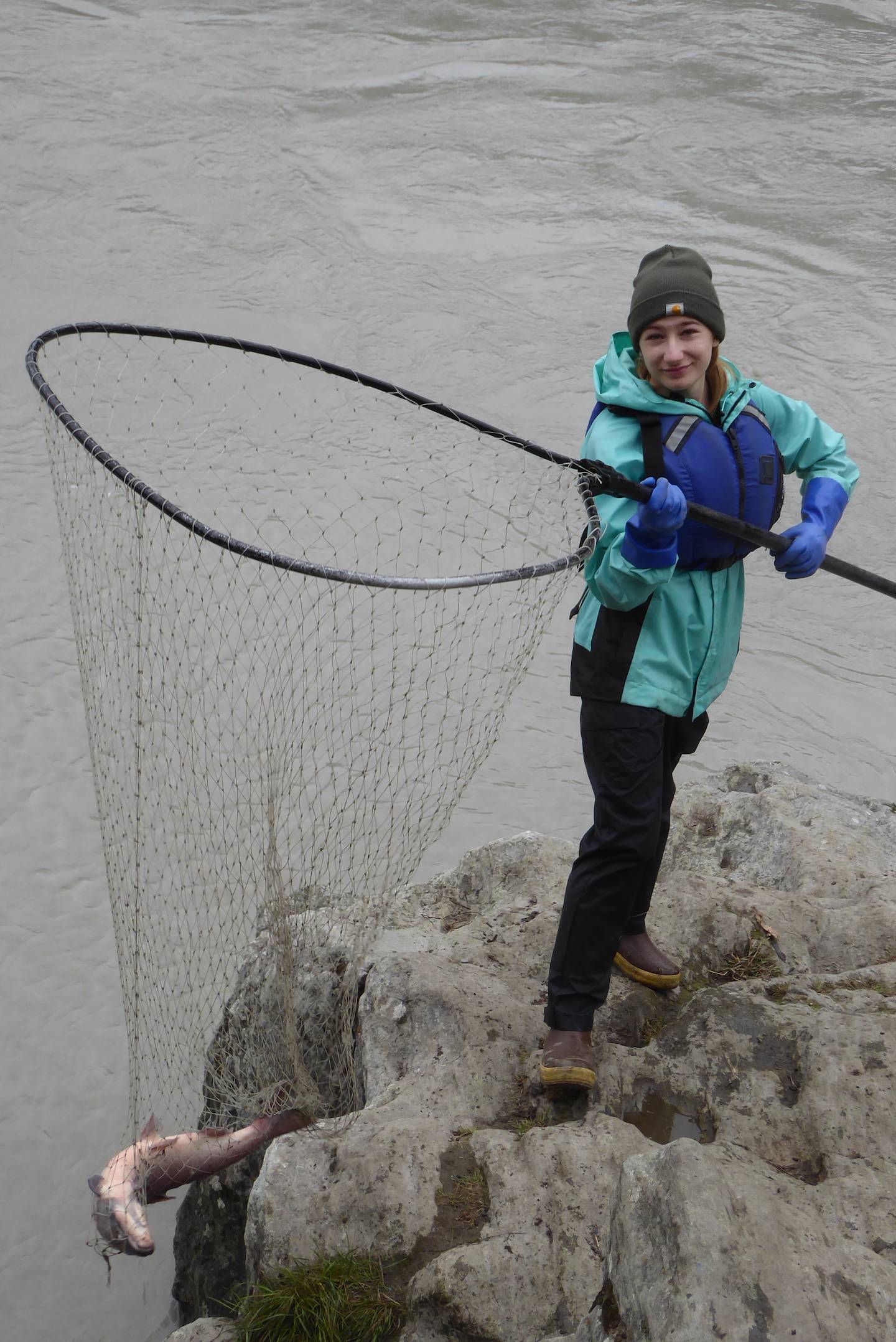 Anna Rozell of Fairbanks scoops a red salmon in the Copper River