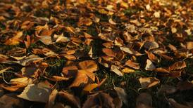 As the raking debate rages on, here are the reasons to leave the leaves on your lawn this winter