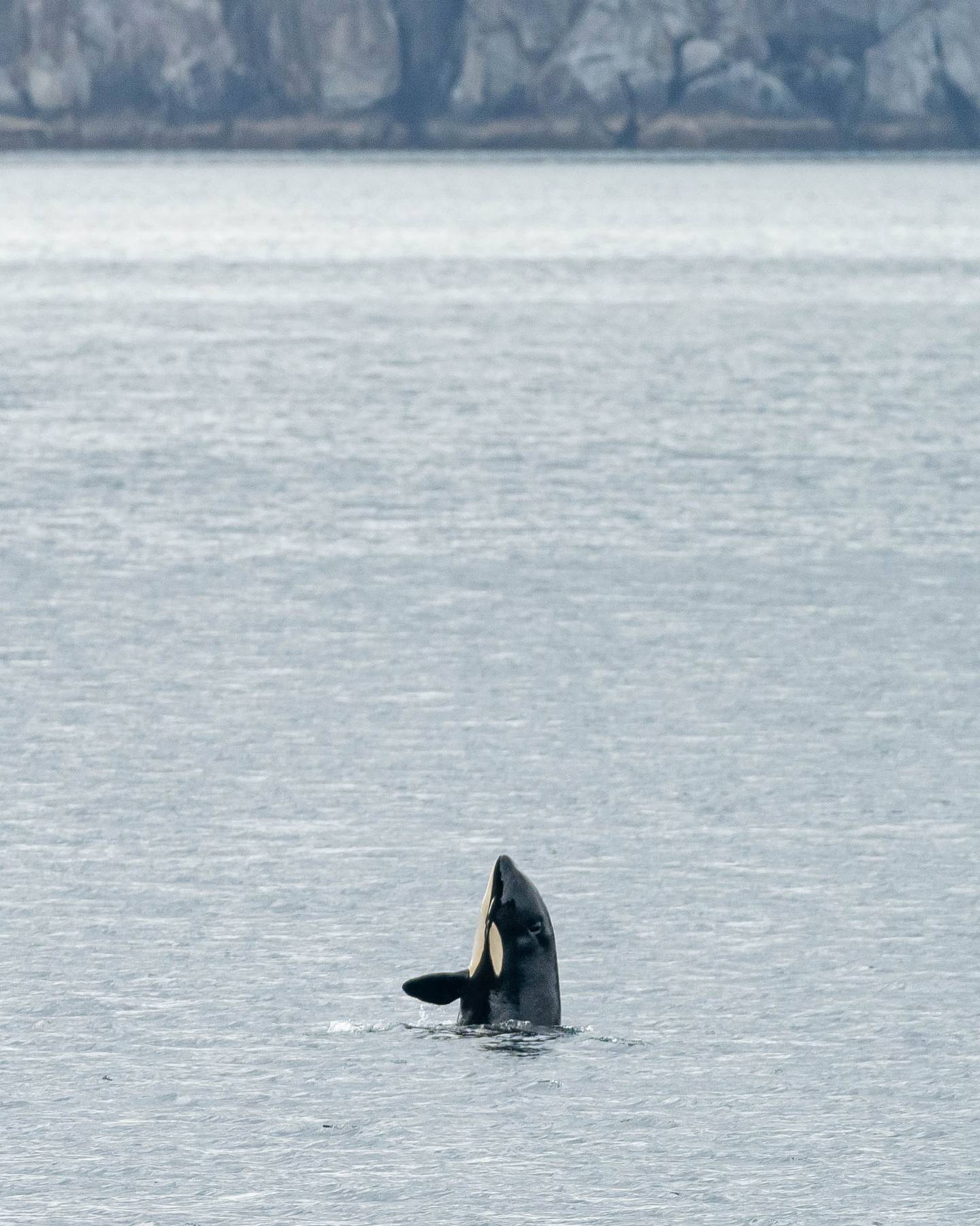Kenai Fjords National Park, Resurrection Bay, killer whale, orca, orca whale, spyhop, spyhopping