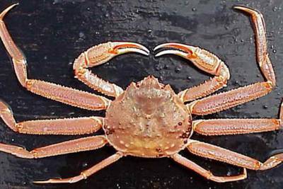 Kodiak-based fishermen accused of illegally transporting Alaska crab to Seattle for better prices