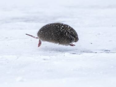 ‘Teaming With Microbes’ podcast: All about voles