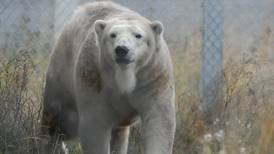 Meet Cranbeary: Alaska Zoo hosts female polar bear from Denver on a matchmaking trip