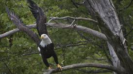Bald eagles growing increasingly comfortable with city living