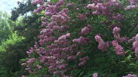 Lilacs might not be the perfect plant, but they’re an undeniable delight