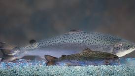 FDA finds genetically altered salmon safe for dinner