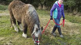 'Wild, woolly, free, sneaky' pony in Juneau turns 42