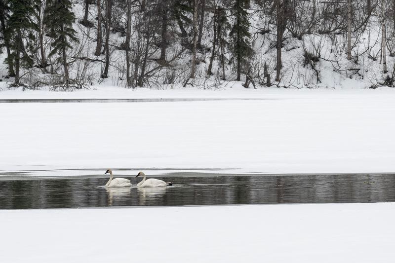 Swans feed near the inlet of Westchester Lagoon, which remained mostly frozen at the surface, on April 9, 2024. (Marc Lester / ADN)