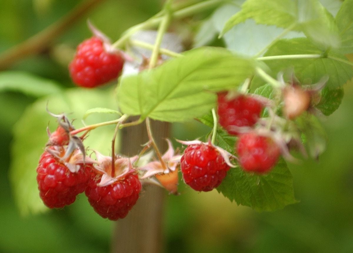 Raspberry bushes aren't producing good fruit? Here's what could be happening. - Anchorage Daily News