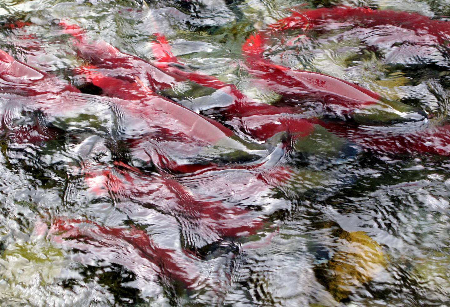 Red salmon gather at a Gulkana Hatchery
