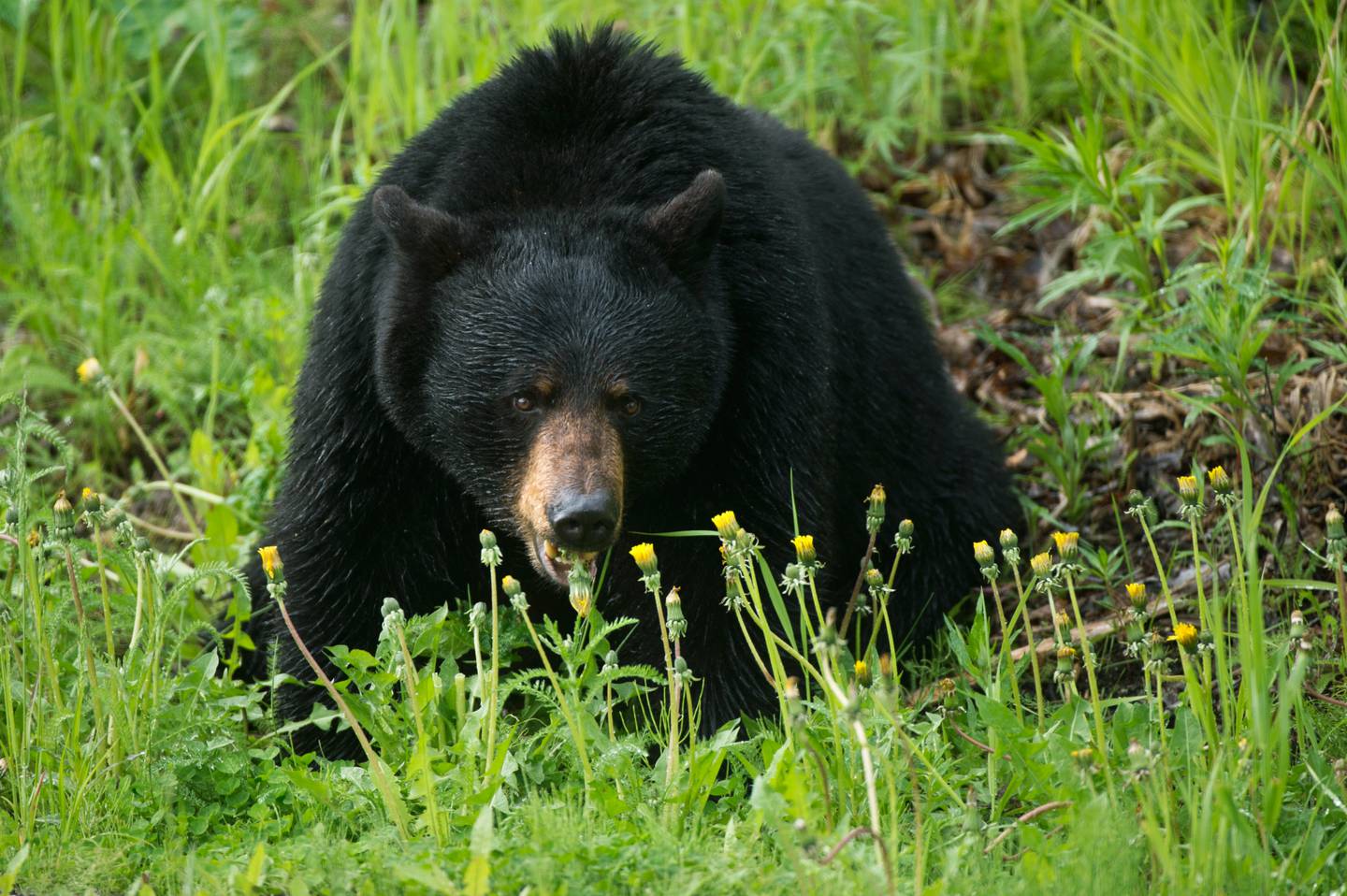 Arctic Valley Road, black bear, cubs, wildlife