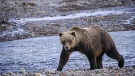 National Park Service proposes ban on ‘controversial’ hunting and trapping methods in Alaska’s federal preserves 