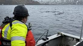 Efforts underway to free entangled whale near Unalaska