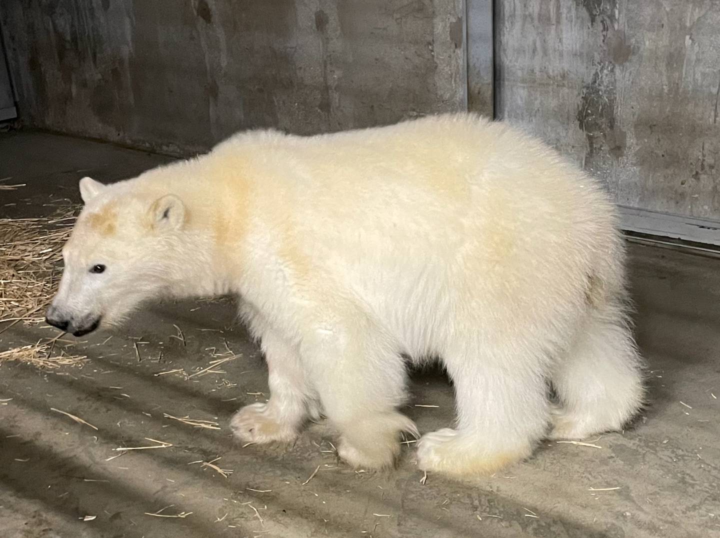 polar bear cu b