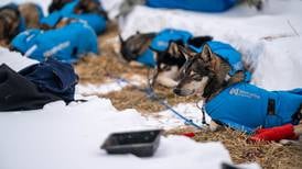 Why this year’s smallest-ever Iditarod field might not be a bad thing