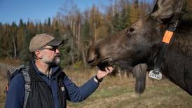‘A one-of-a-kind facility’: A look inside Fish and Game’s moose research center on the Kenai Peninsula