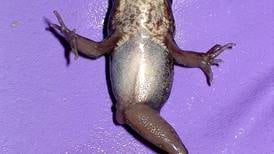 Scientists find Alaska hotspots for abnormal frogs