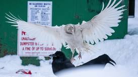 Anchorage’s white raven achieves celebrity status, inspiring art, lore and adulation