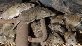A plague of ravenous mice is tormenting Australians. The worst comes after dark.