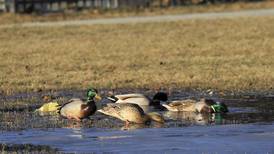Letter: Don’t feed ducks and geese