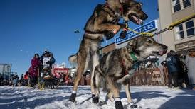 Snowmachine strikes dog in Iditarod team between checkpoints