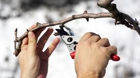 With good timing and technique, pruning will help your plants flourish